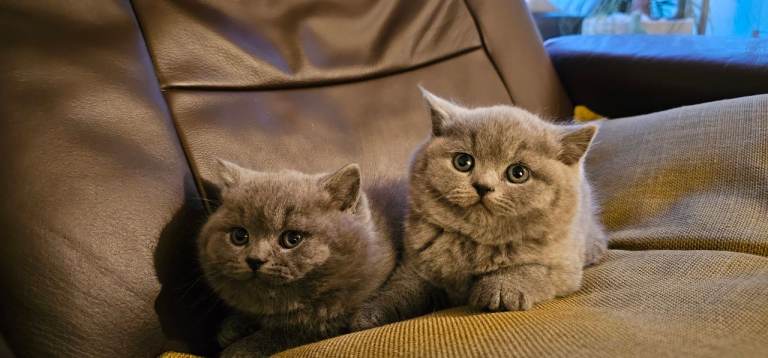 Ready now blue British shorthair male kittens