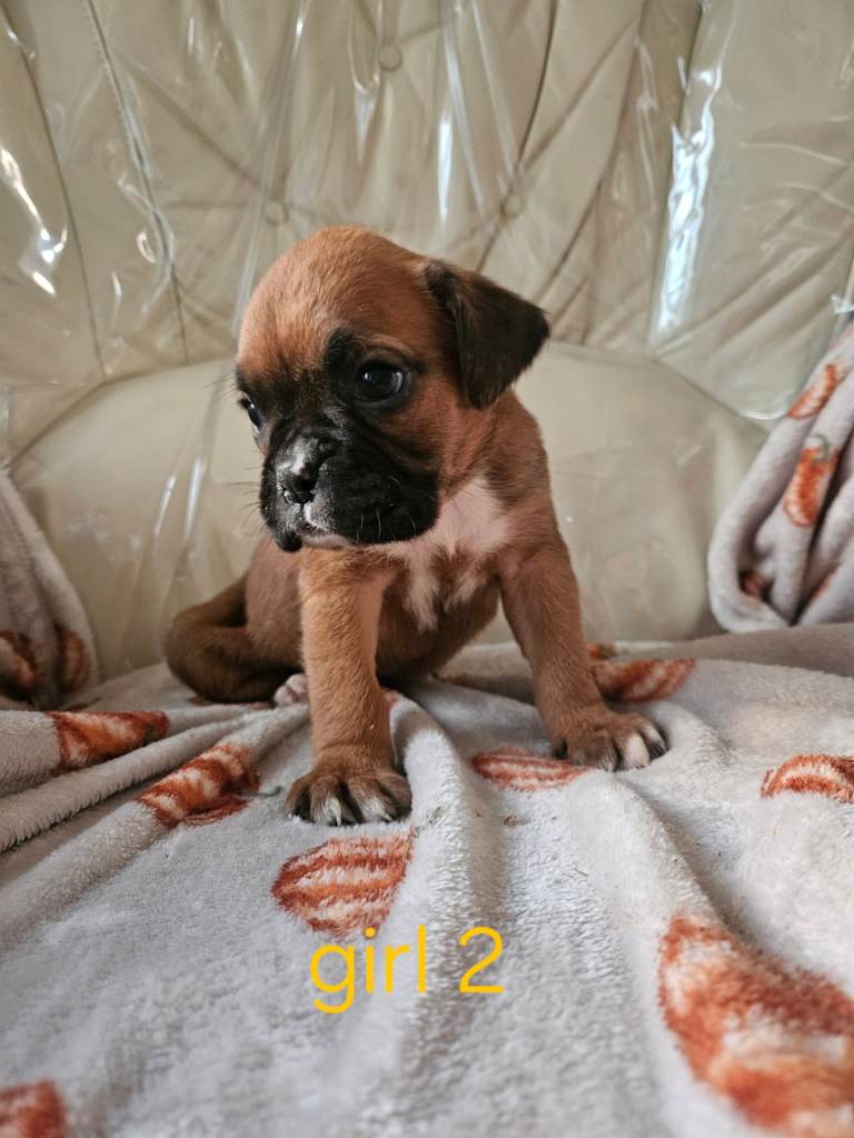 Boxer puppies kc reg