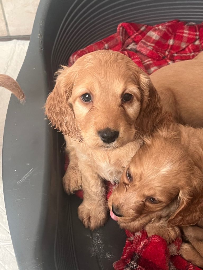 Cocker Spaniel puppies 