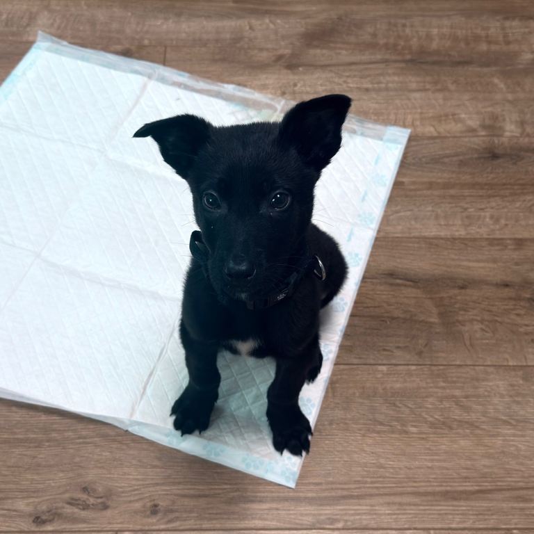 Belgian malinois x Dutch shepherd boy 