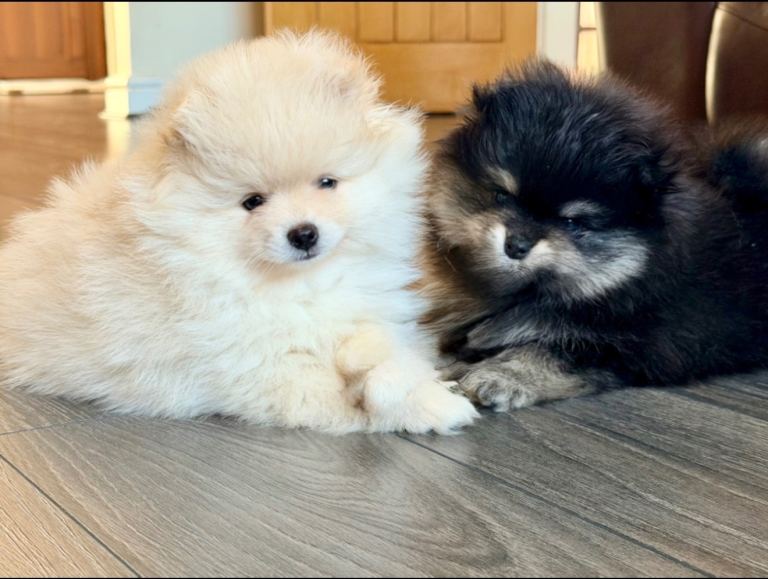 🌟 Luxury Pomeranian Puppies 🌟