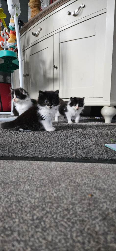 4 Fluffy kittens. 