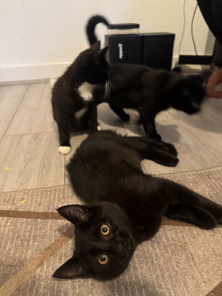 Lovely 10 week old kittens - Tuxedo and black mixed breed shorthair