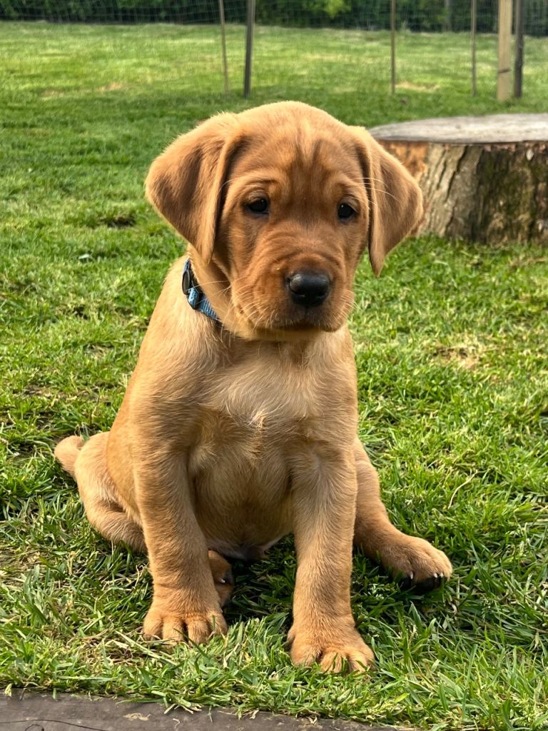 Stunning Labrador Pups 