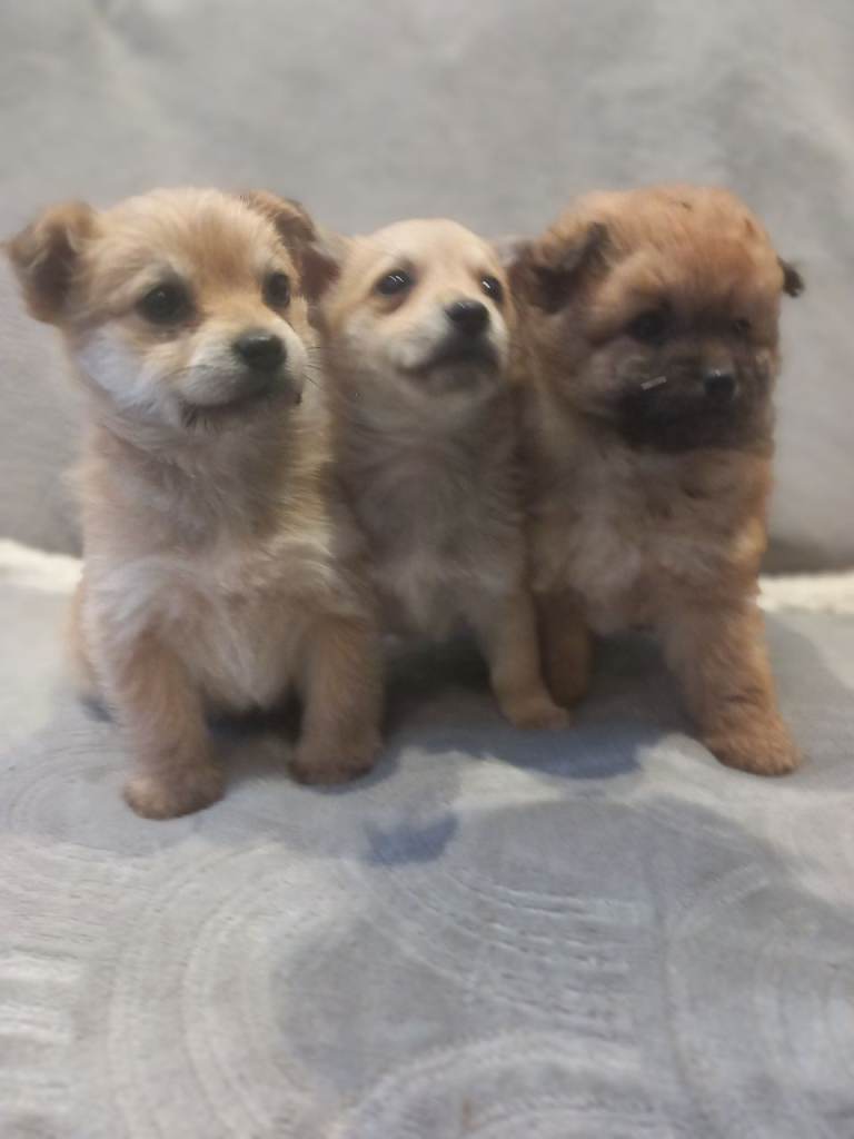 Gorgeous Norpom puppies for sale