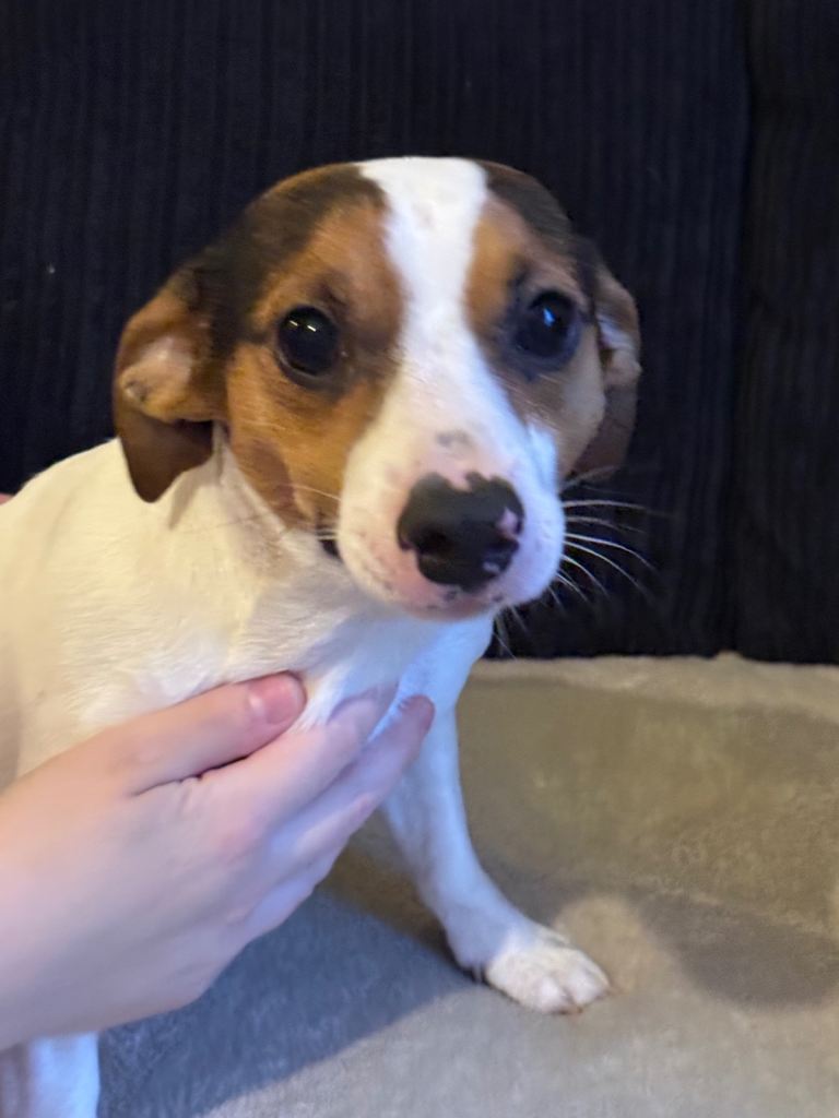 girl miniture jack Russel for sale