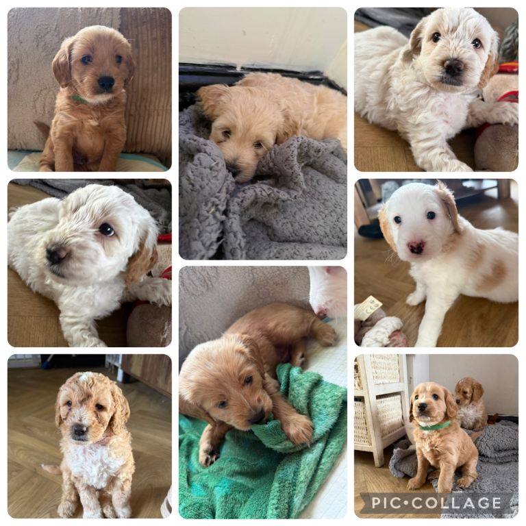 Cockapoo Puppies 