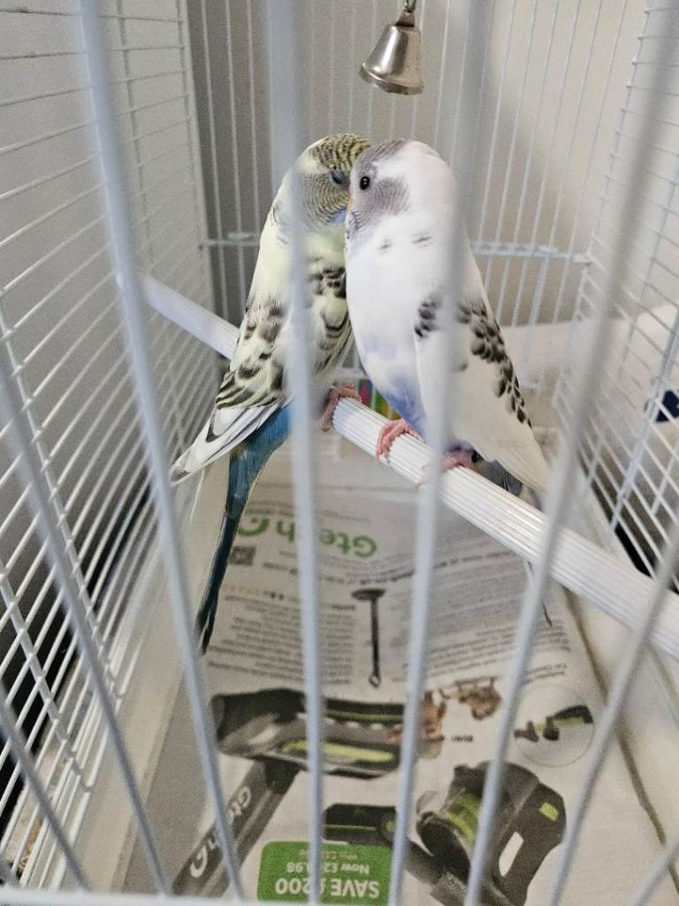 A pair of Budgies 3 months old, Male & Female 