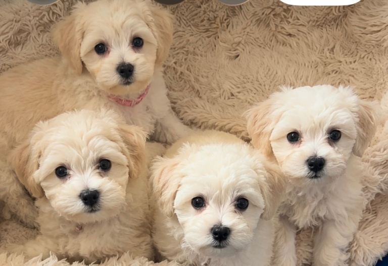 Pretty Maltese x coton de tular 