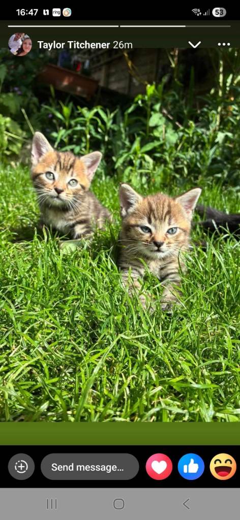 Very special kittens