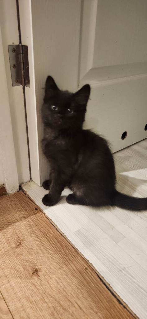 Lovely kittens looking for new home 