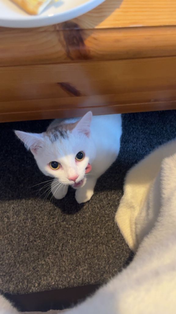 Cat for Sale