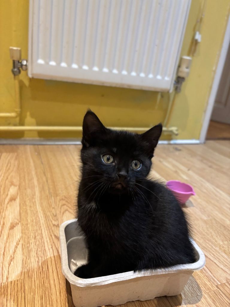 Adorabile black kitten