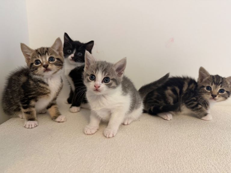 Kittens- only The Two girls left now 