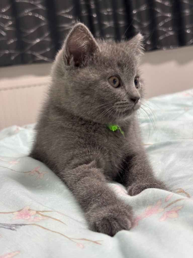 💙Gorgeous blue British shorthair kittens💙