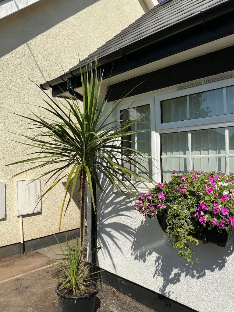 Established yucca tree in pot. Healthy