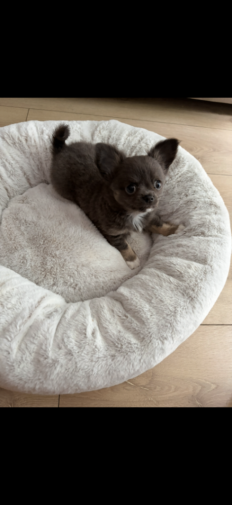 Chihuahua puppy