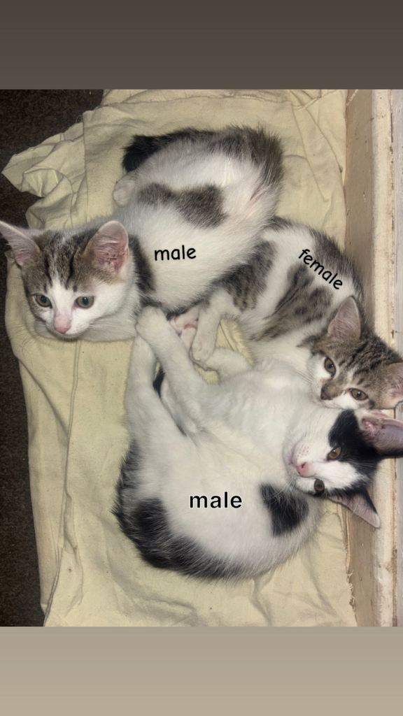 14 weeks kittens for sale