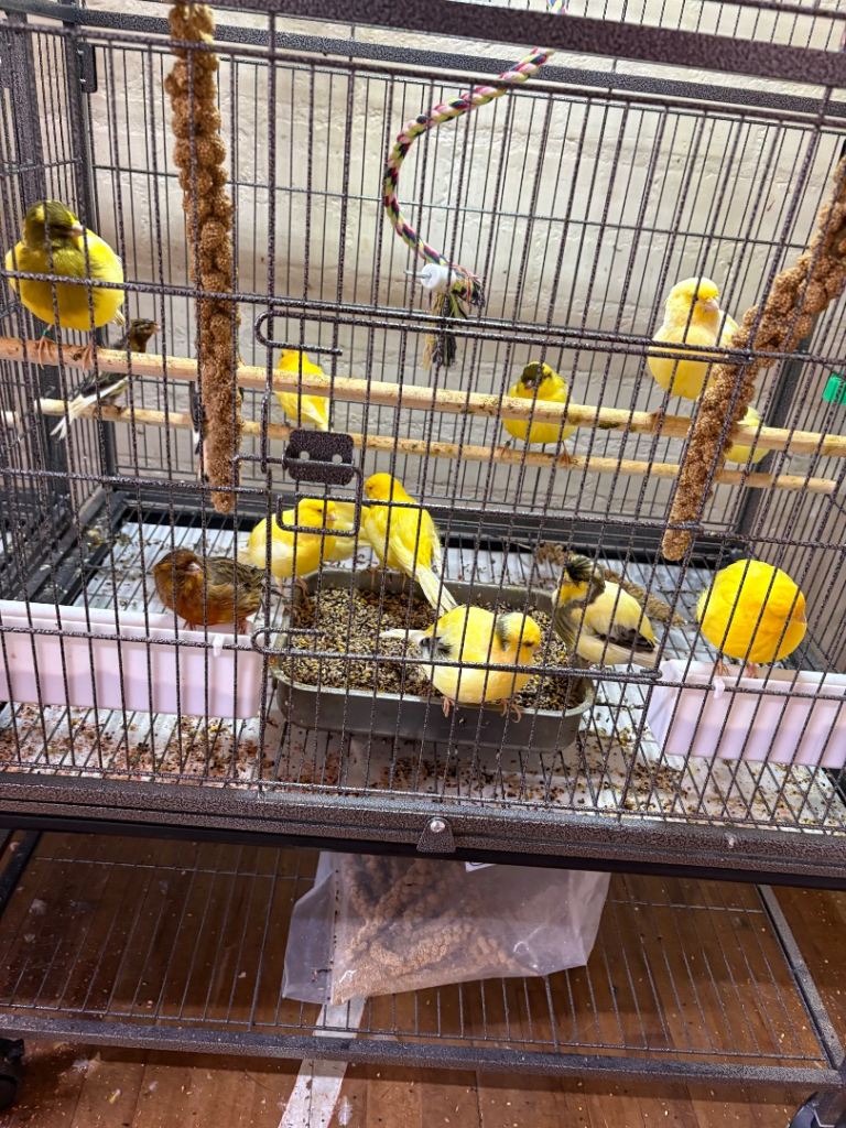 Canaries 