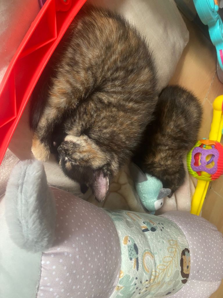 Kittens x4 female torti’s