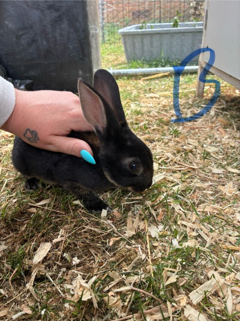 3 male baby bunnies