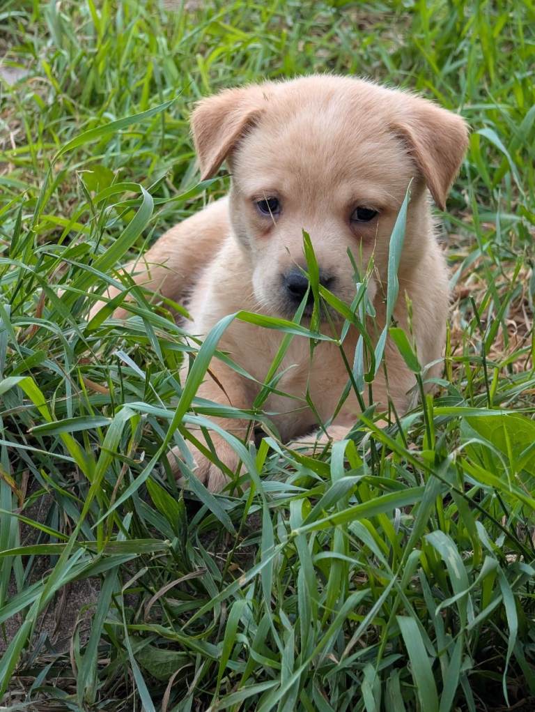 Last beautiful Labrador puppy