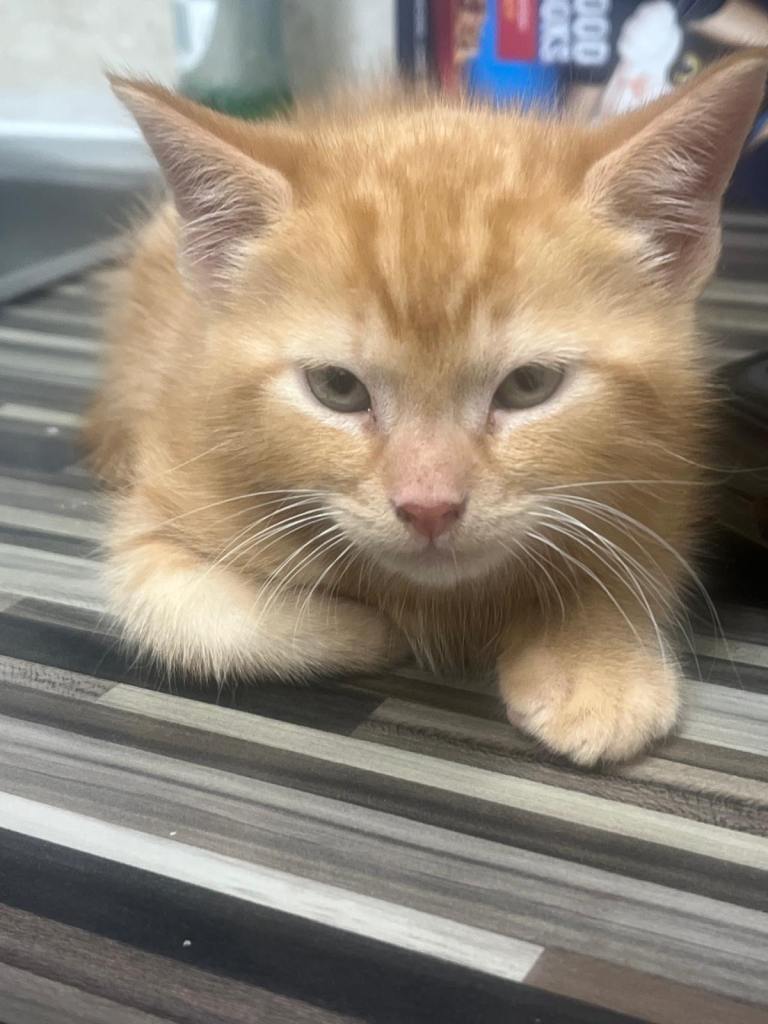 kittens and cats for sale