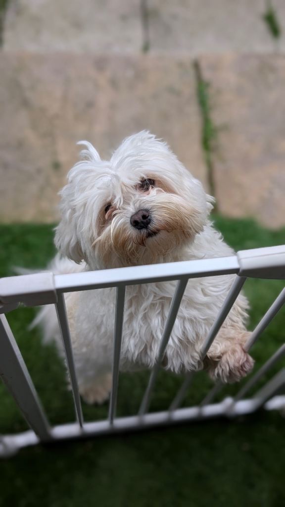 Bichon Maltesse 