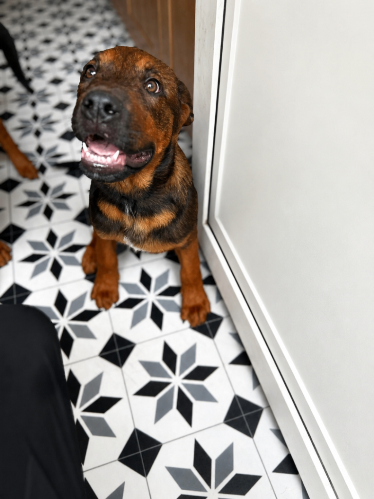 Blue – Belgian Malinois × Rottweiler Puppy – Looking for His Forever Home 🐶💙