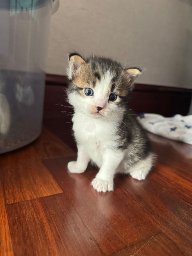 Kittens - Forever Homes Only