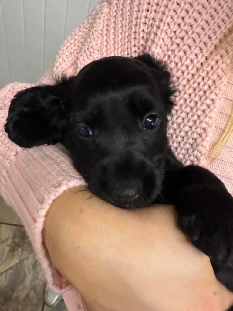 Beautiful cocker spaniel pups