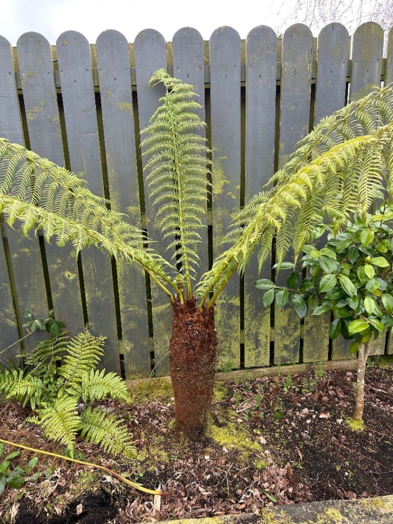 Mature Tree Fern