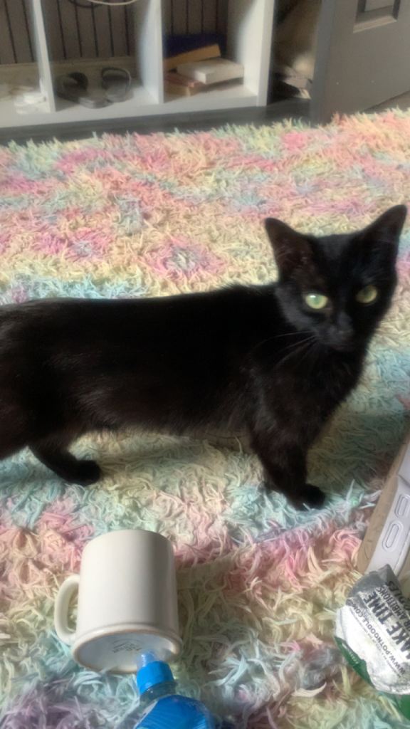Mother and daughter cat