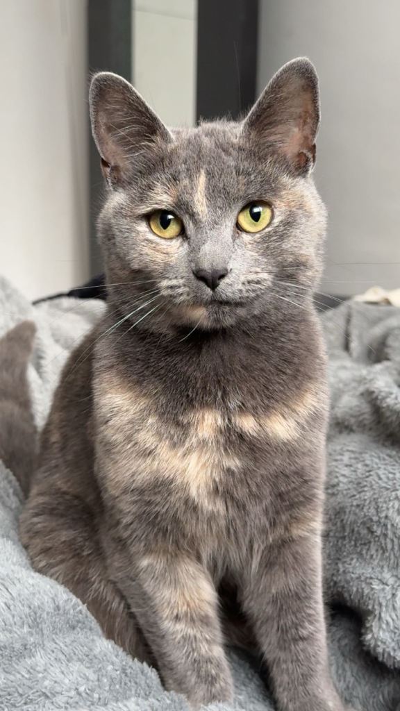 beautiful british short hair (mixed breed)