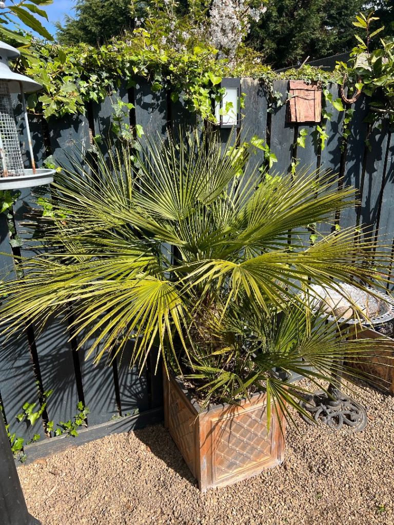 Mature European palm tree 6 foot high 