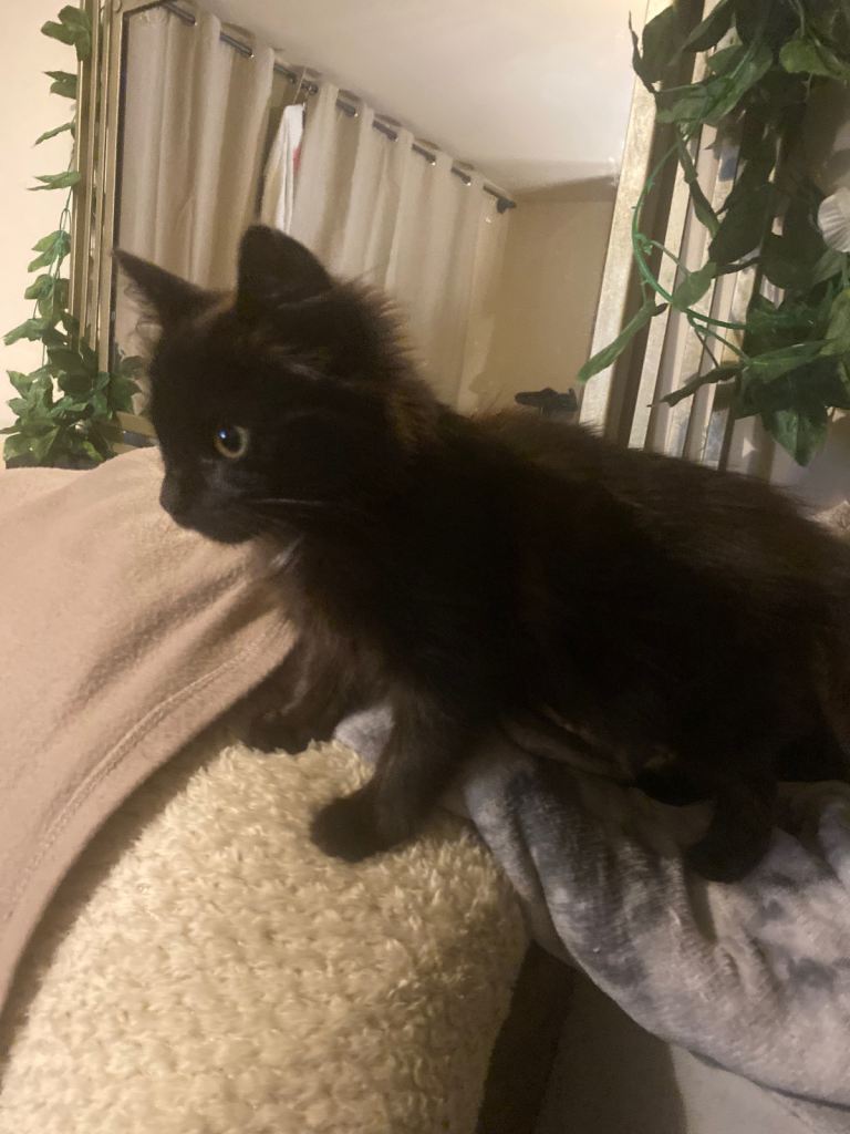 3 21 wk old kittens looking for their forever home 