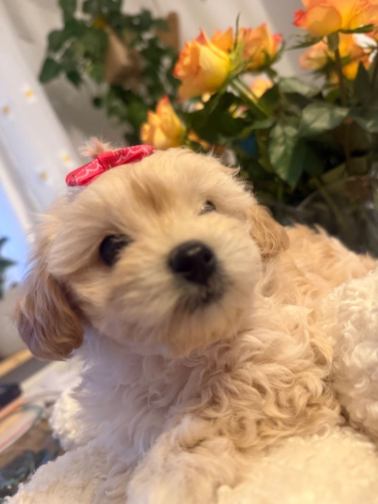 Maltipoo 