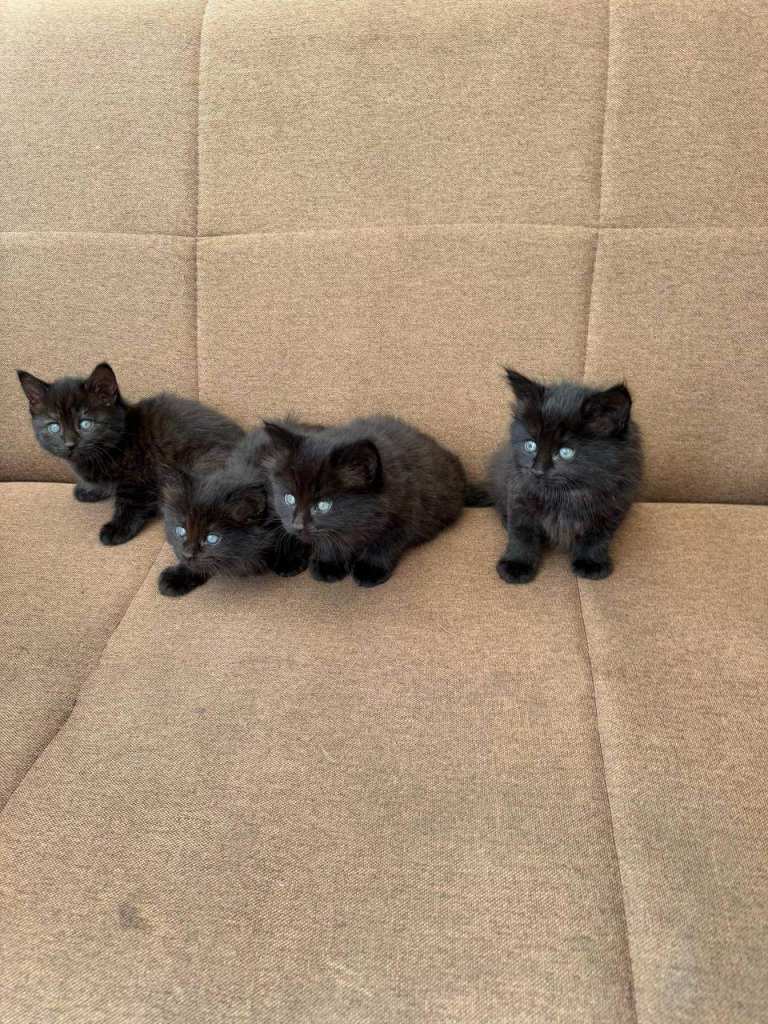 4 black kitens