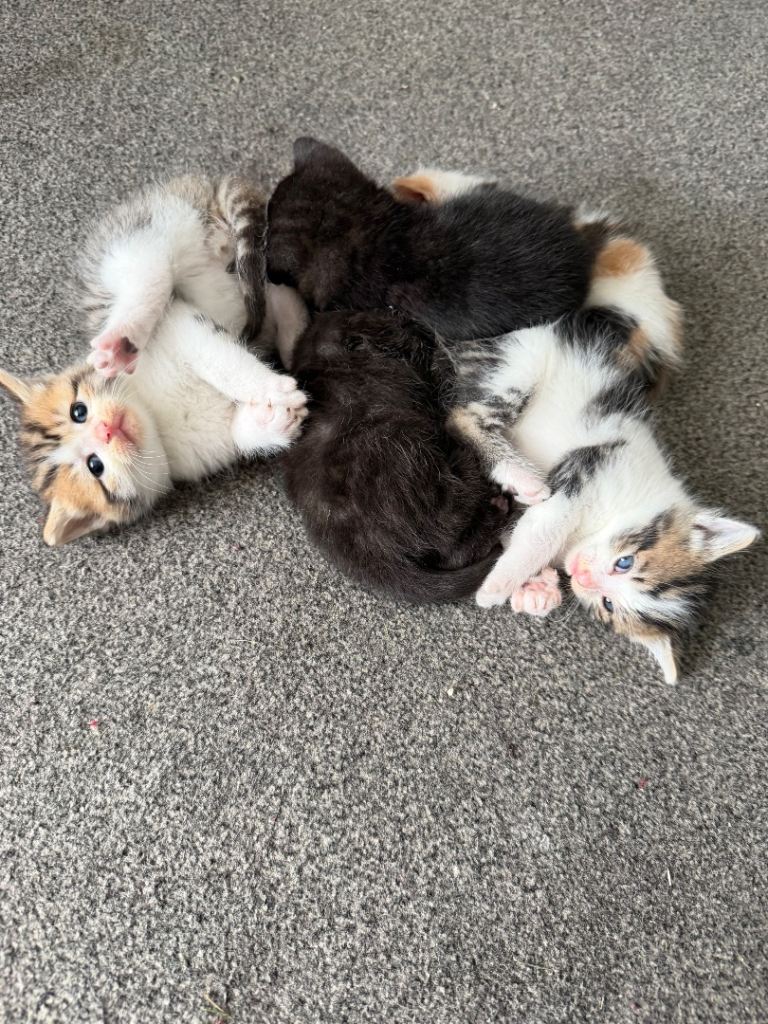 Kittens