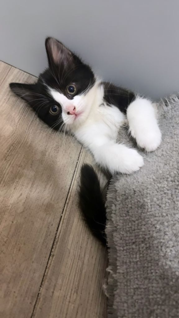 Female Kitten