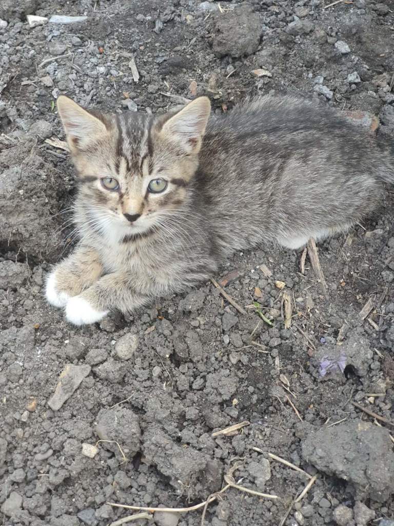 Kittens for sale