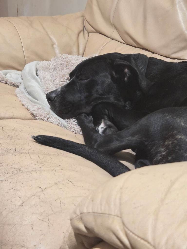 Cane corso X Presa canario