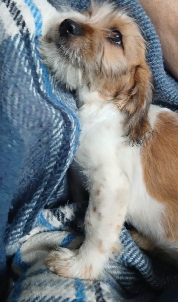 Shiz tzu cross Bassett hound