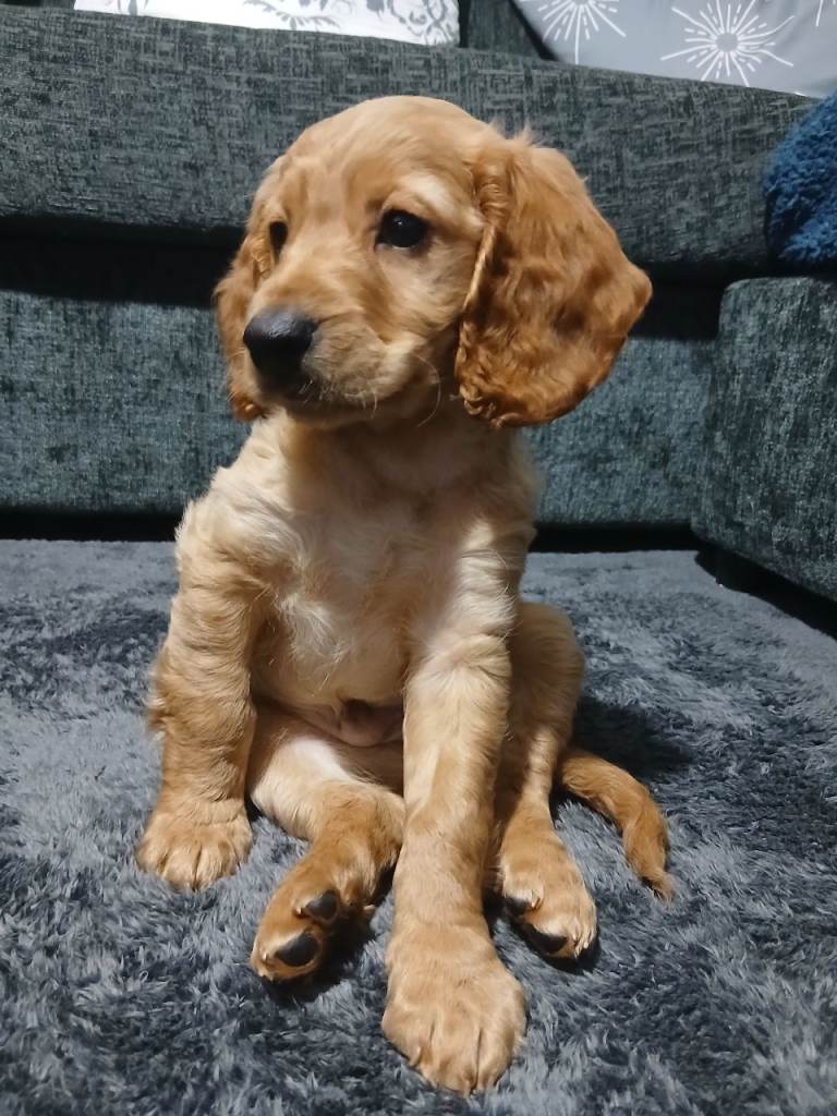 Cockapoo puppy 