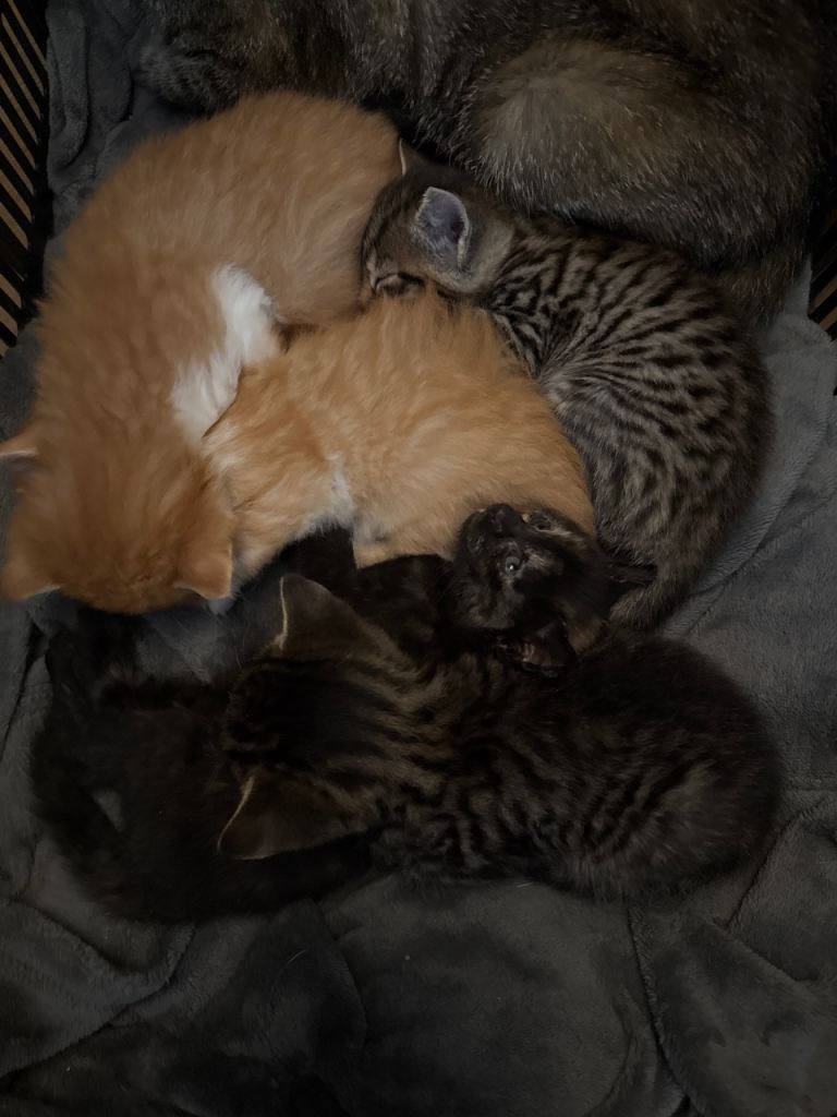 Mix breed kittens 