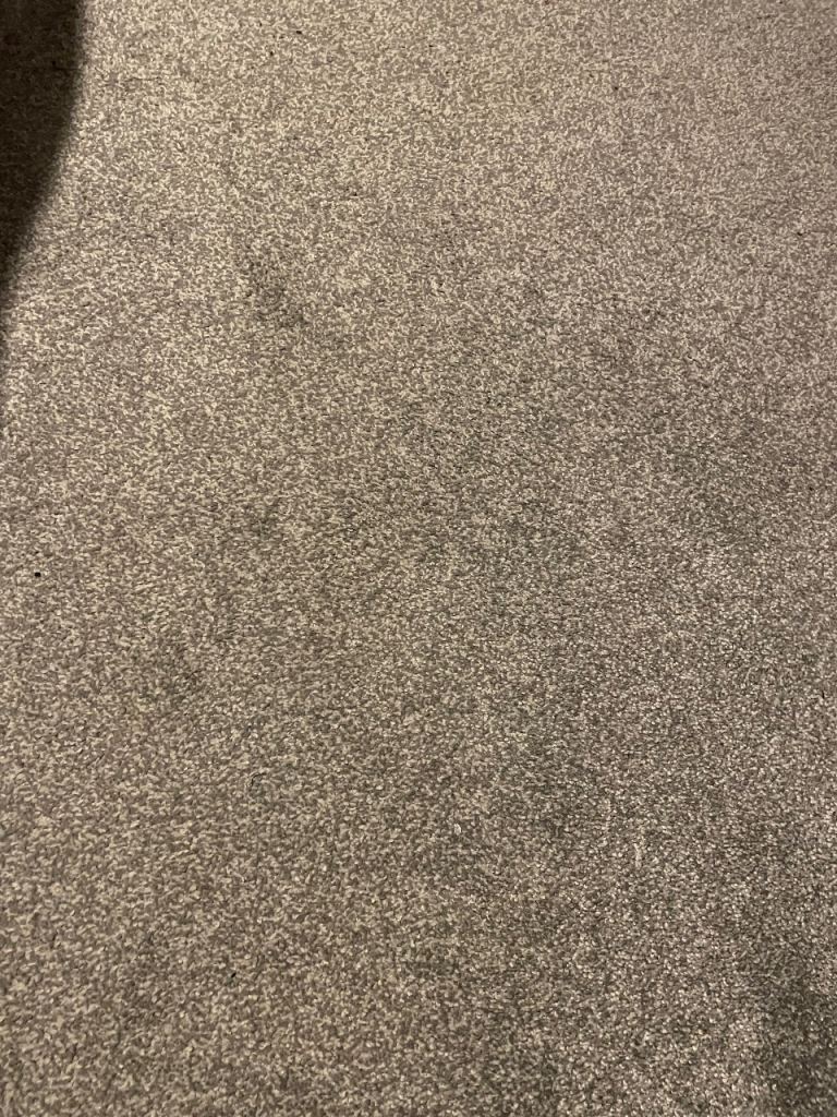 image for Grey Carpet 