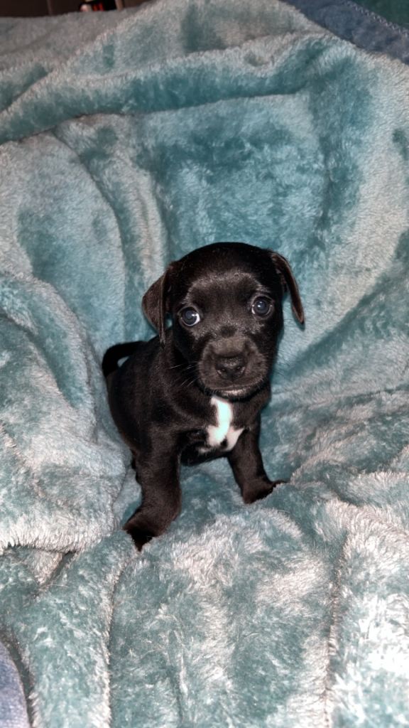 female jack russell pup