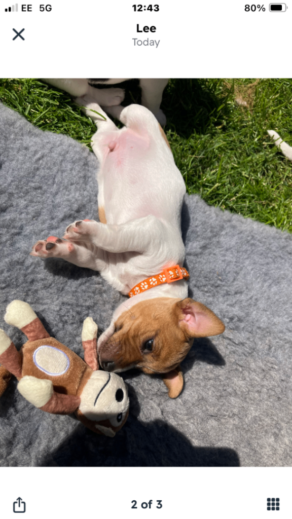 Stunning Jack Russell Puppies 