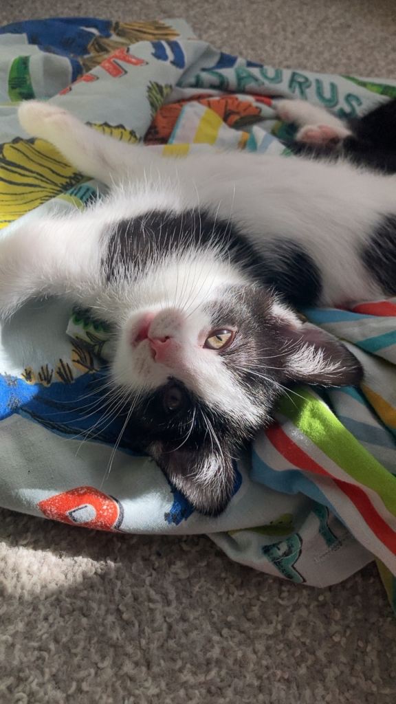 9 kittens, 10 weeks old 