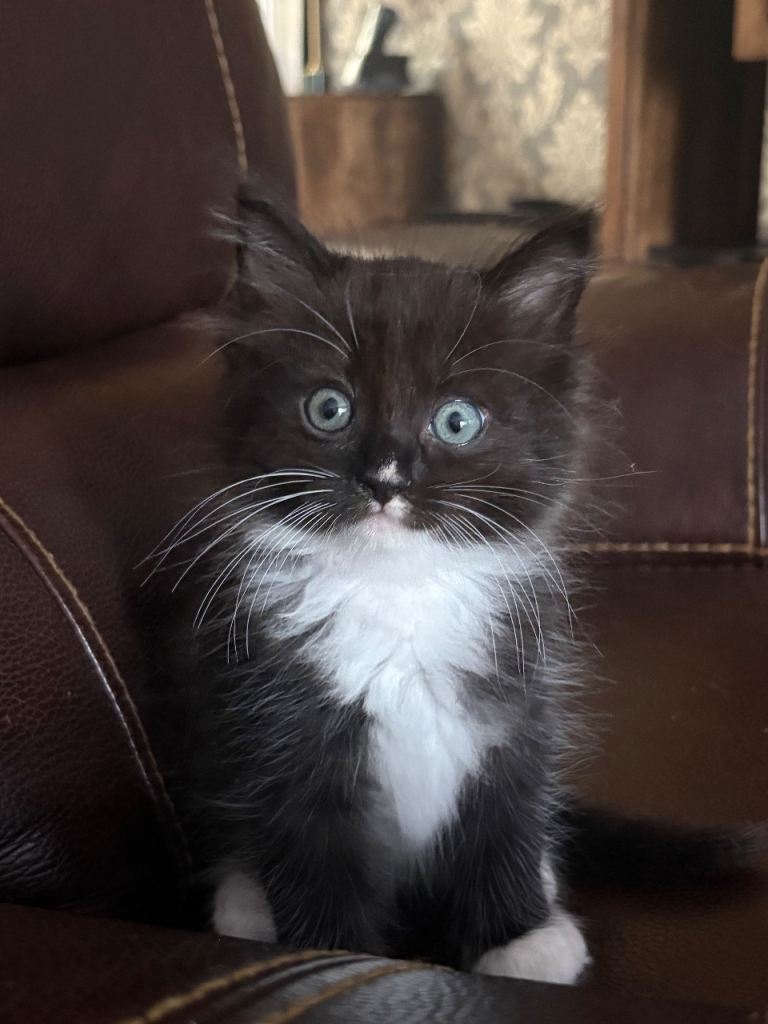 Adorable Black and White Kittens Looking for Forever Homes